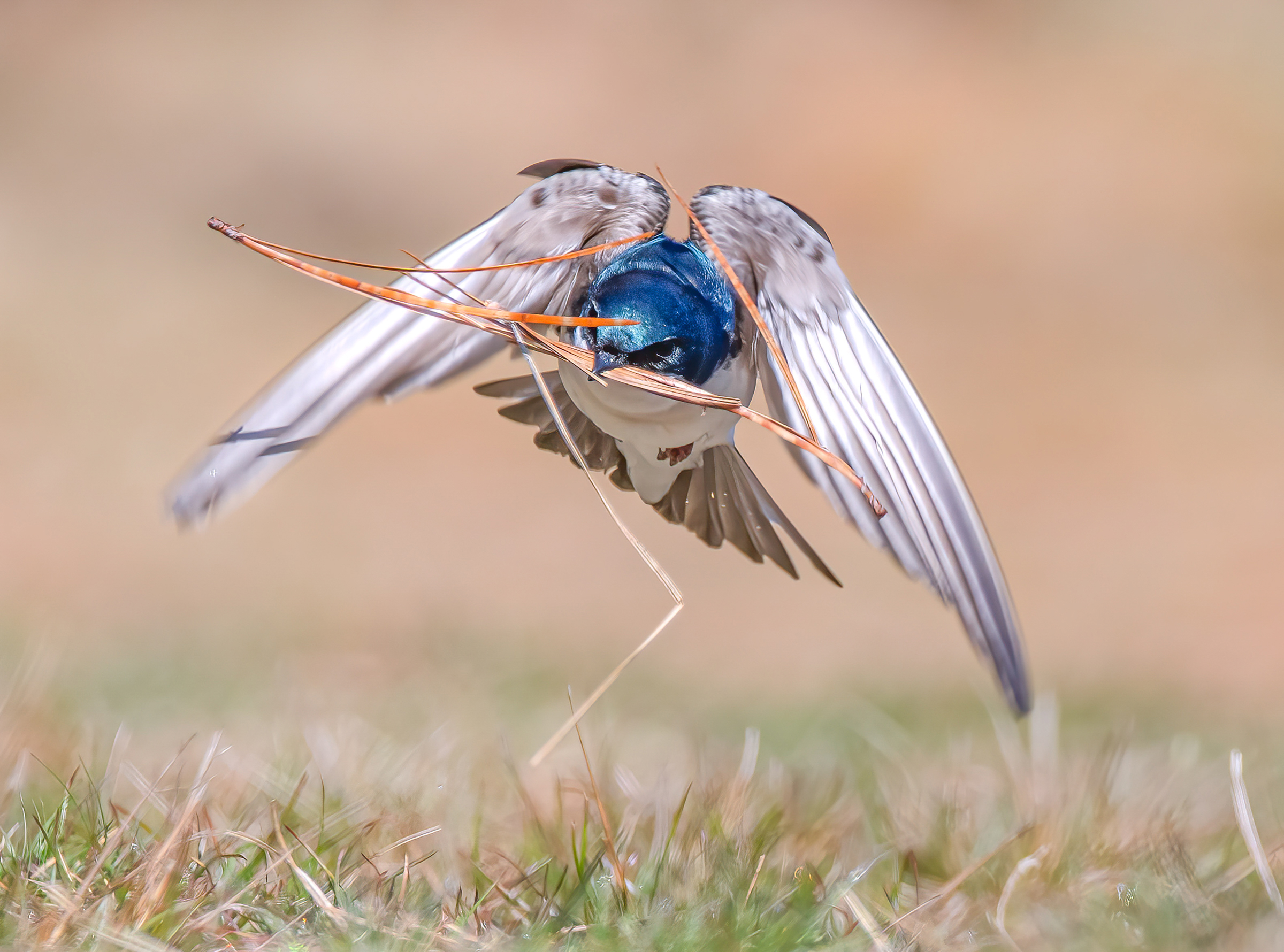 Audubon Photography Awards