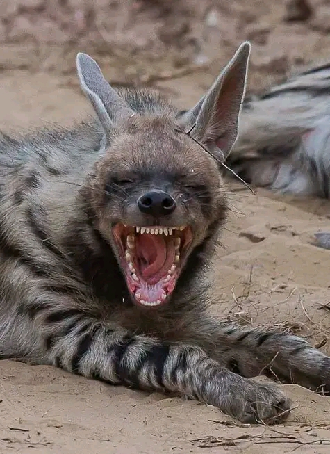 ETHIOPIA ORDERS MASS HYENA-HUNT AS ATTACKS SPIKE