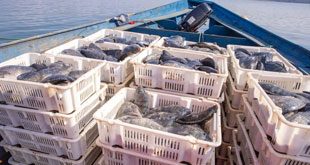 Rwanda’s fish production increases to 43,000 tonnes