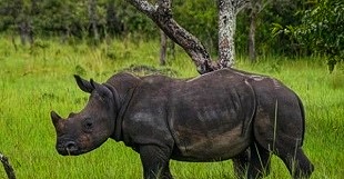 UWA plan will see rhinos return to Ajai wildlife reserve in 2025