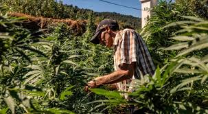 Morocco: Royal Pardon of cannabis farmers strengthens Morocco’s position in global legal cannabis market.