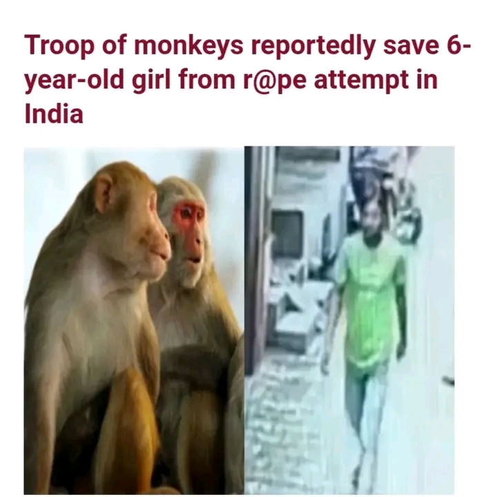 India: A troop of monkeys intervened to save a 6-year-old girl from a r@pe attempt in Baghpat, Uttar Pradesh.